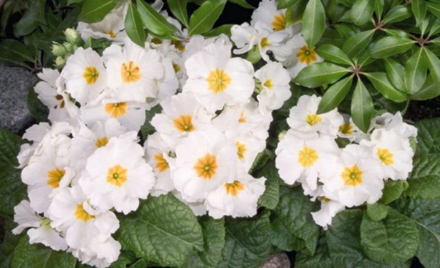 Primrose stemless: growing from seeds