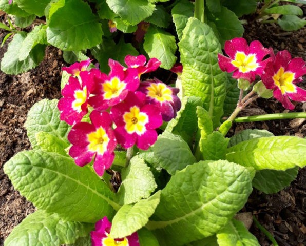 Primrose stemless: growing from seeds