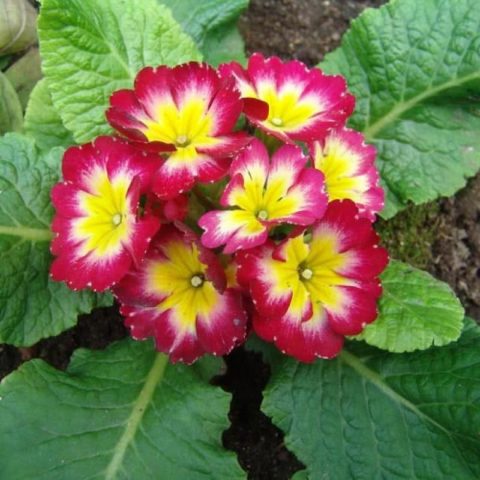 Primrose stemless: growing from seeds