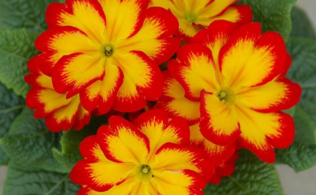 Primrose stemless: growing from seeds