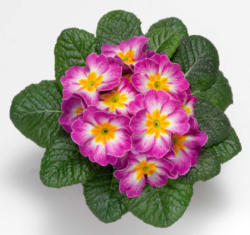 Primula Akaulis mix: home care