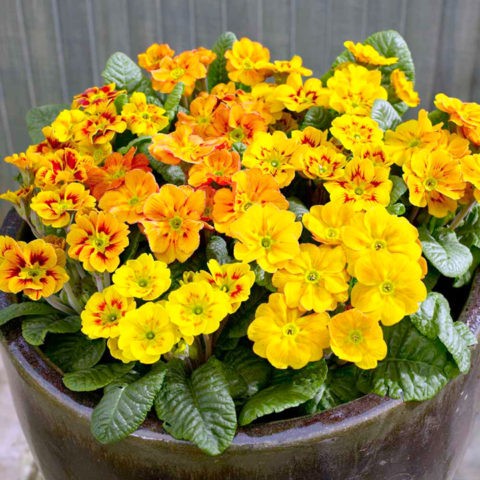 Primula Akaulis mix: home care