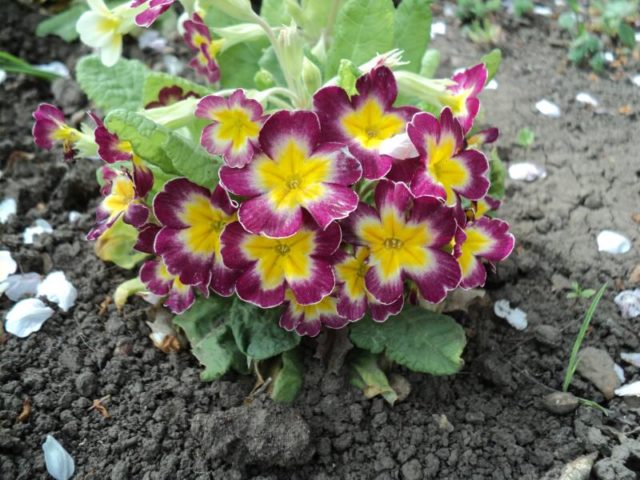 Primula Akaulis mix: home care