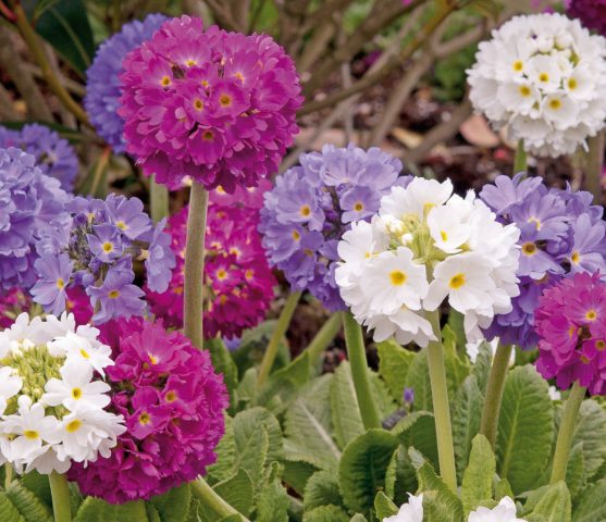 Primula finely toothed: growing from seeds