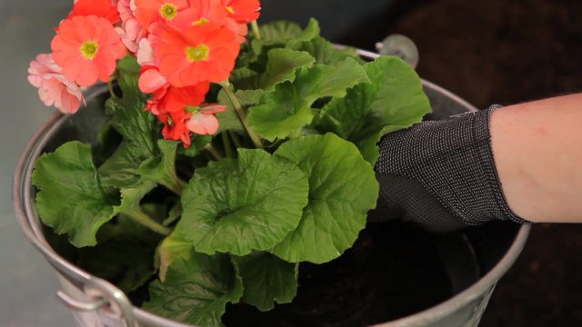 Primula finely toothed: growing from seeds