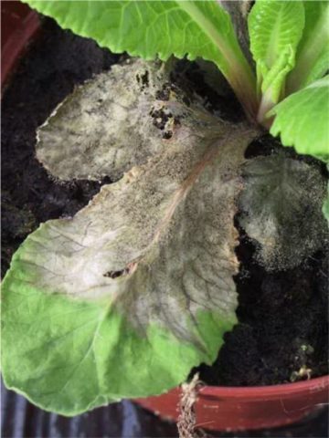 Primula finely toothed: growing from seeds