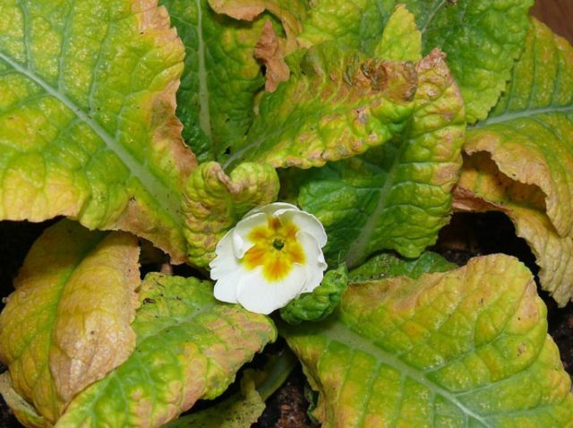 Primula finely toothed: growing from seeds