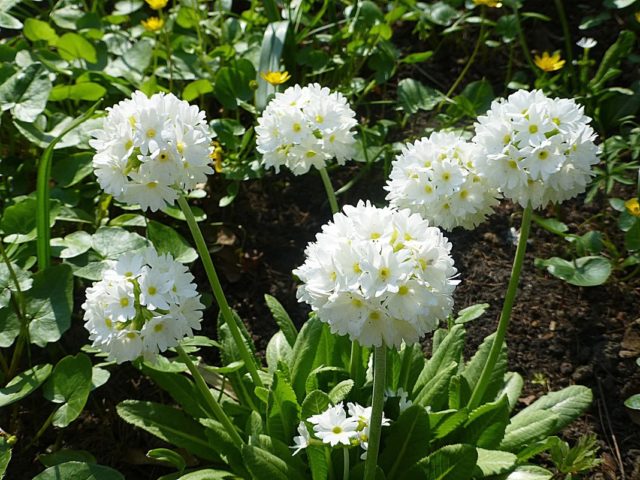 Primula finely toothed: growing from seeds