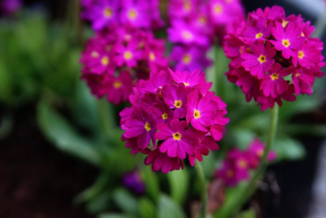 Primula finely toothed: growing from seeds