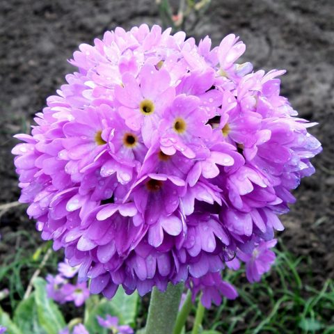 Primula finely toothed: growing from seeds