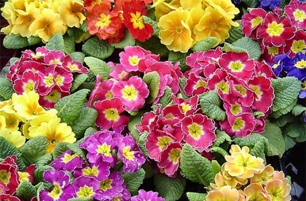 Primula finely toothed: growing from seeds