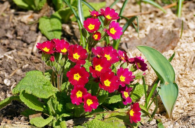 Primula finely toothed: growing from seeds