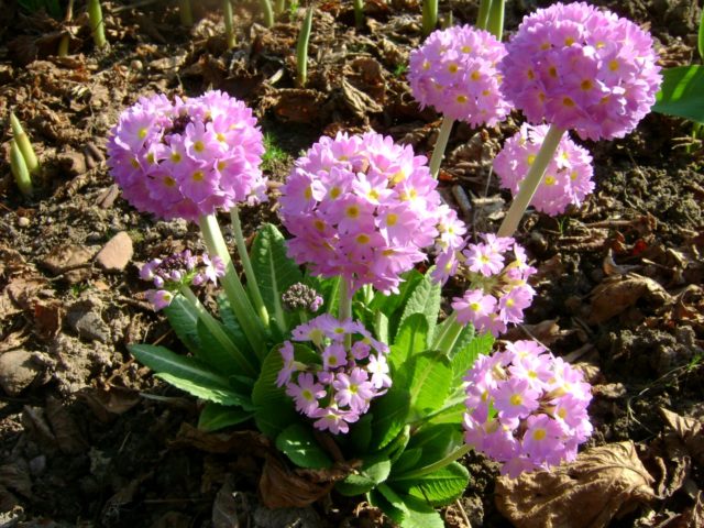 Primula finely toothed: growing from seeds