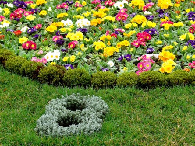 Primula finely toothed: growing from seeds