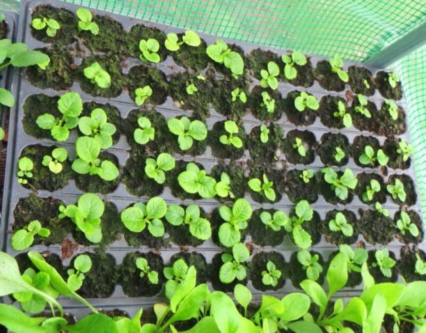 Primula finely toothed: growing from seeds