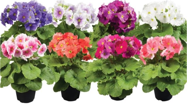 Primula Obkonika: home care