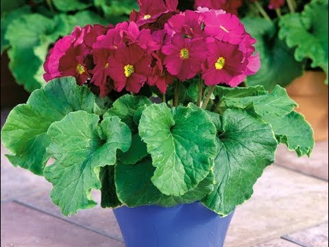 Primula Obkonika: home care