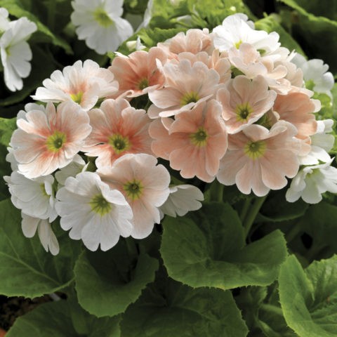 Primula Obkonika: home care