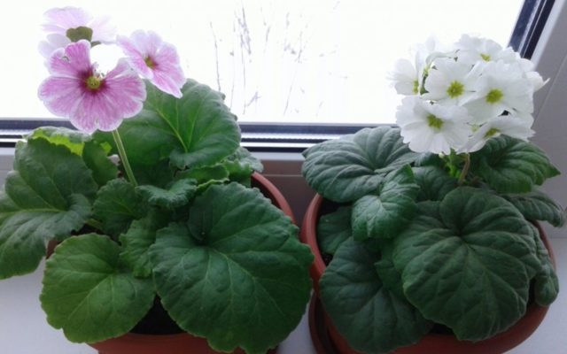 Primula Obkonika: home care