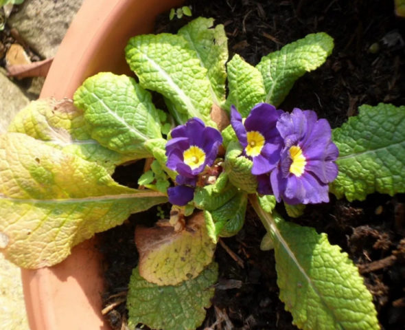 Primula Obkonika: home care