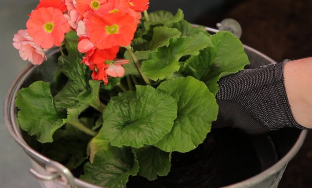 Primula Obkonika: home care