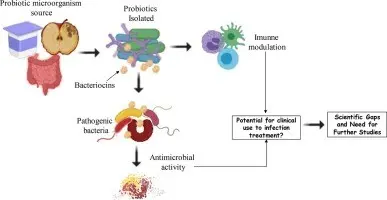 Probiotic before or after antibiotic? We explain