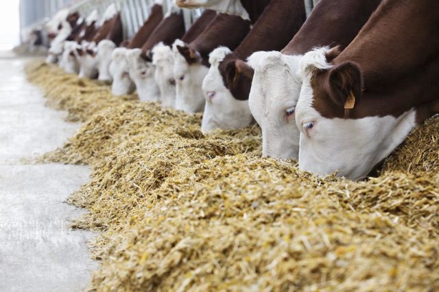 Probiotic Lactobifadol for cattle: fattening experience, application