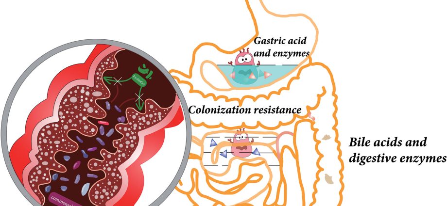 Probiotics for the intestines &#8211; composition and action. How to choose a probiotic for the gut?