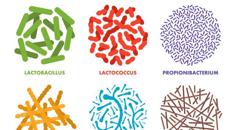 Probiotics ranking &#8211; how to choose the best probiotics for various ailments?