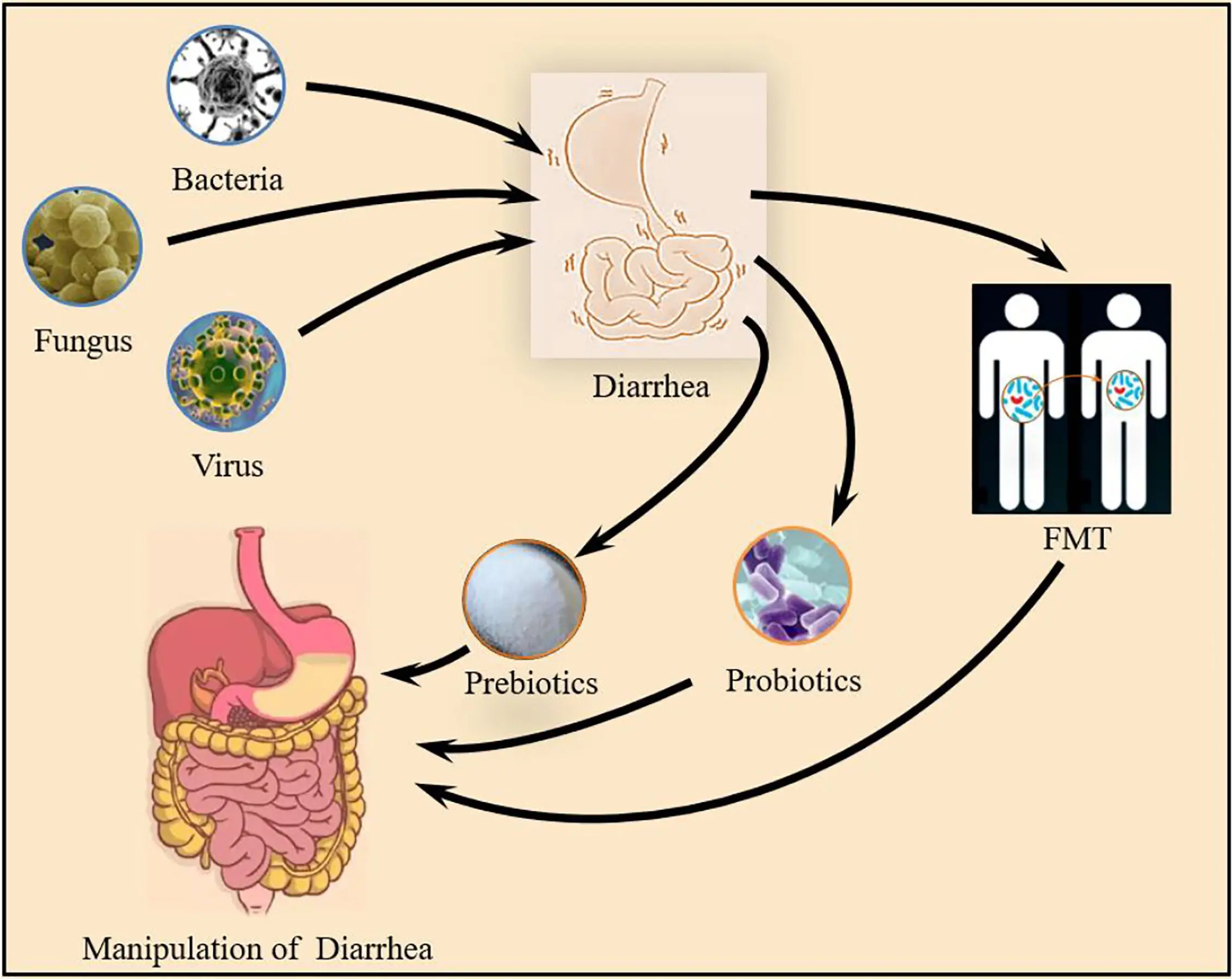 Probiotics &#8211; rescue in case of diarrhea