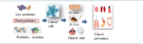 Probiotics to help treat cancer