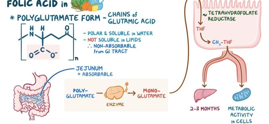 Problems with the absorption of folic acid &#8211; who may be affected?