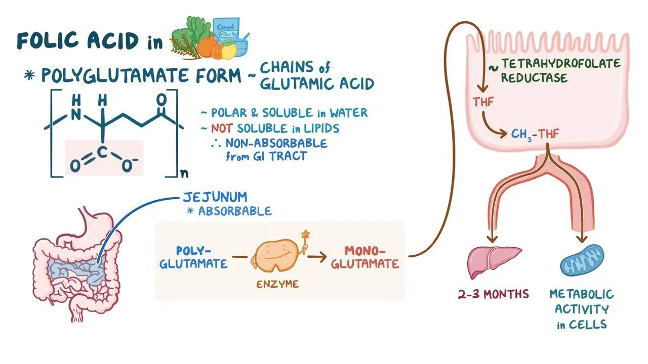 Problems with the absorption of folic acid &#8211; who may be affected?