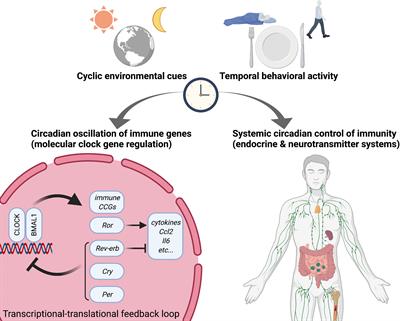 Problems with the biological clock promote inflammatory processes