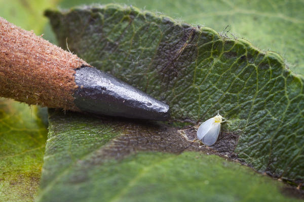 Processing a polycarbonate greenhouse from whiteflies in the spring: timing, control and prevention measures