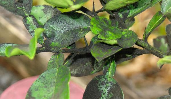 Processing a polycarbonate greenhouse from whiteflies in the spring: timing, control and prevention measures