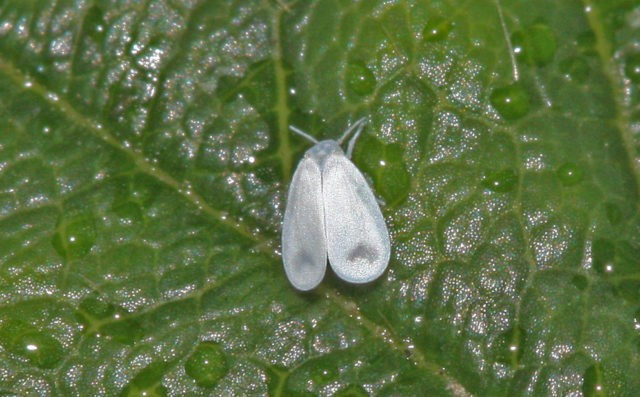 Processing a polycarbonate greenhouse from whiteflies in the spring: timing, control and prevention measures