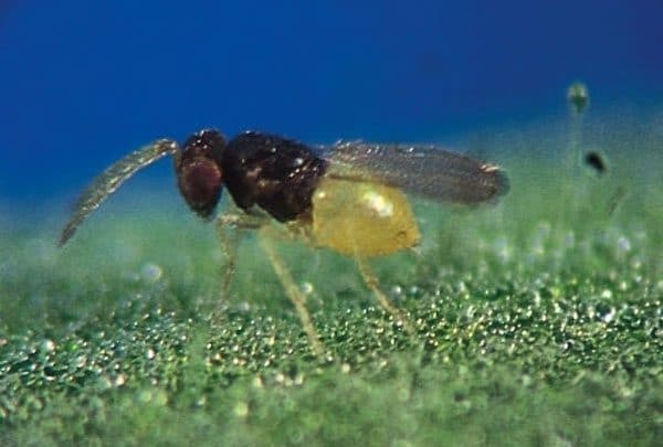 Processing a polycarbonate greenhouse from whiteflies in the spring: timing, control and prevention measures