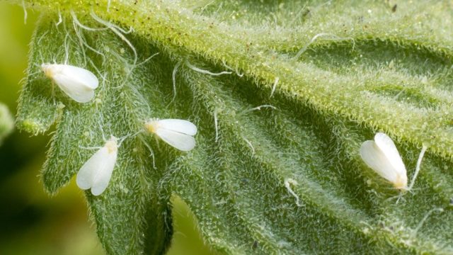 Processing a polycarbonate greenhouse from whiteflies in the spring: timing, control and prevention measures