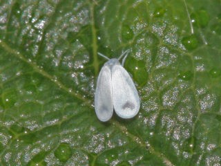 Processing a polycarbonate greenhouse from whiteflies in the spring: timing, control and prevention measures