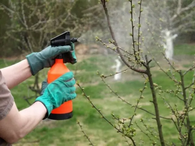 Processing an apple tree with Bordeaux liquid in spring and autumn