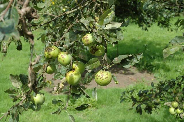 Processing apple trees from scab in spring, summer and autumn