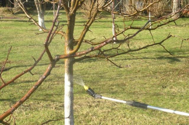 Processing apple trees from scab in spring, summer and autumn