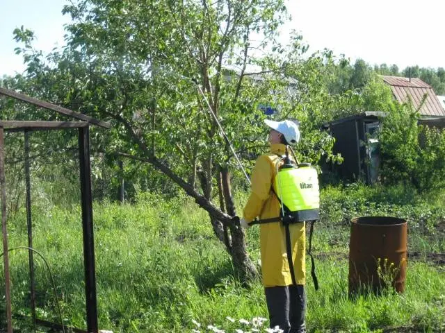 Processing apple trees from scab in spring, summer and autumn