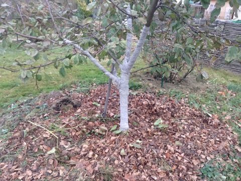 Processing apple trees from scab in spring, summer and autumn