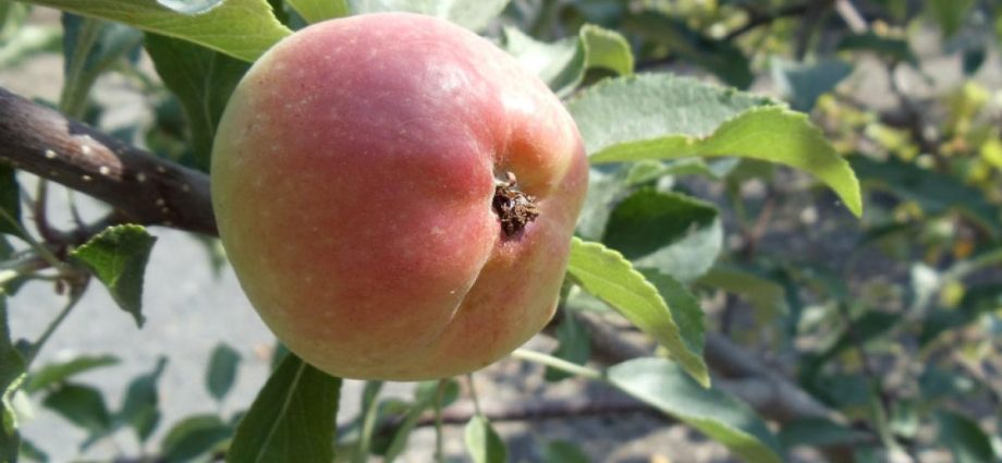 Processing apple trees from scab in spring, summer and autumn