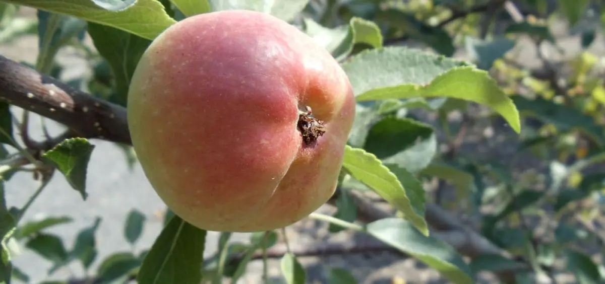 Processing apple trees from scab in spring, summer and autumn