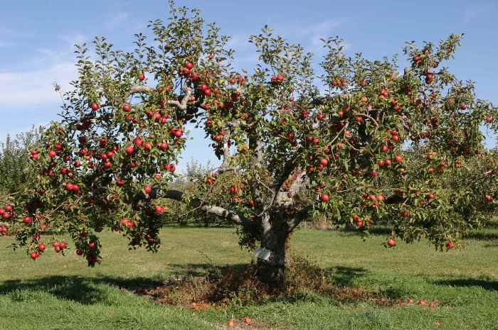 Processing apple trees in spring: rules and choice of remedy