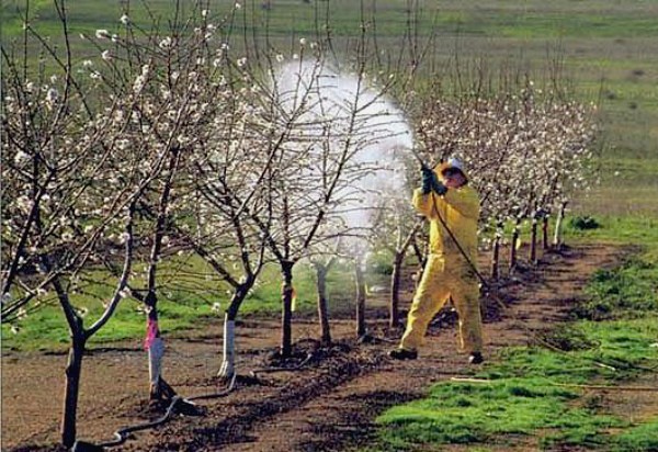 Processing apple trees in spring: rules and choice of remedy