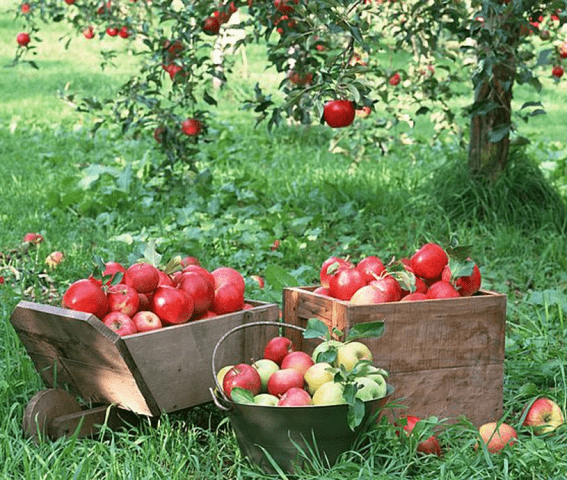 Processing apple trees in the fall from diseases and pests